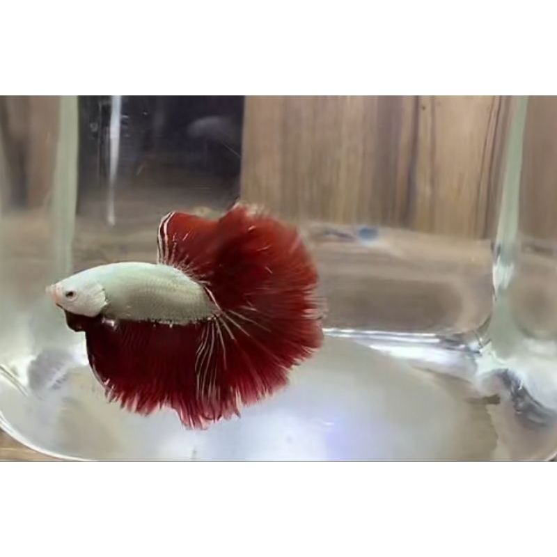 Hiasan Aquarium Halfmoon Cupang Halfmoon