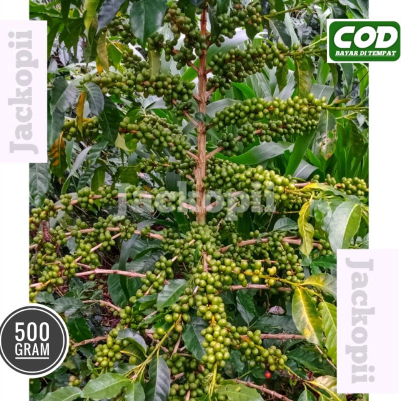[ COD ] bibit biji kopi arabika ateng super gayo isi 500 gr