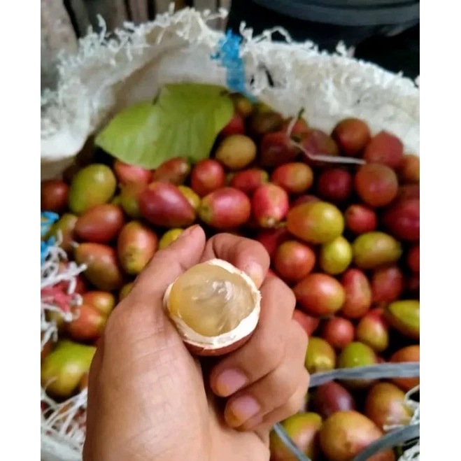 

Buah Matoa khas Papua