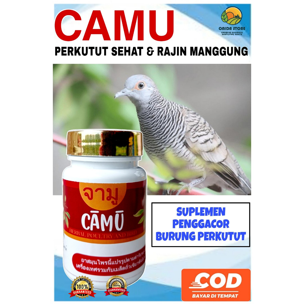 CAMU PIL PERKUTUT GACOR MANGGUNG / Jamu perkutut / Pil Manjur / Pil Ajaib / Bangkok / Katurangan / L
