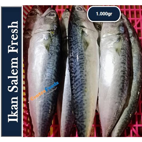 

Ikan Kembung Salem Sarden - Ikan Mackarel Fresh | 1.000gr [ Harga Per KG ]