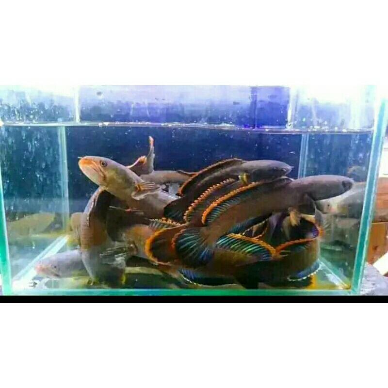 

CHANNA Limbata Big 13-15 cm