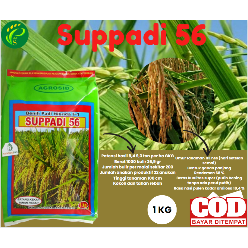Biji Padi Hibrida Suppadi 56 (1KG)