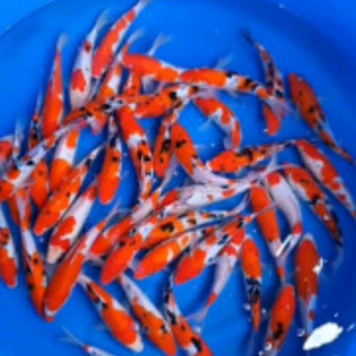 ANAKAN KOI BLITAR KOHAKU SANKE isi 25 uk2-4cm