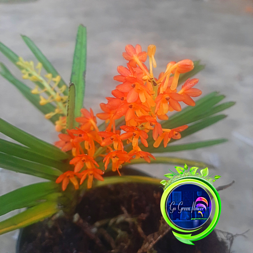 ANGGREK MINIANTUM anggrek ascocentrum miniatum anggrek mini ANGGREK HUTAN
