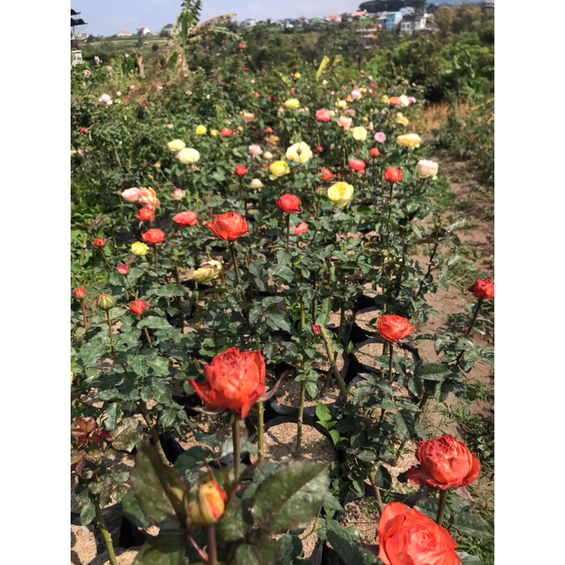 Paket Mawar 10 Pohon Mawar Import Sudah Berbunga