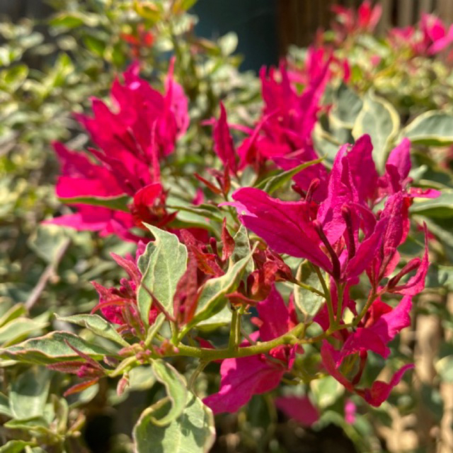 BIBIT BOUGENVILLE BUTTERFLY MERAH FANTA bougenville import bergaransi