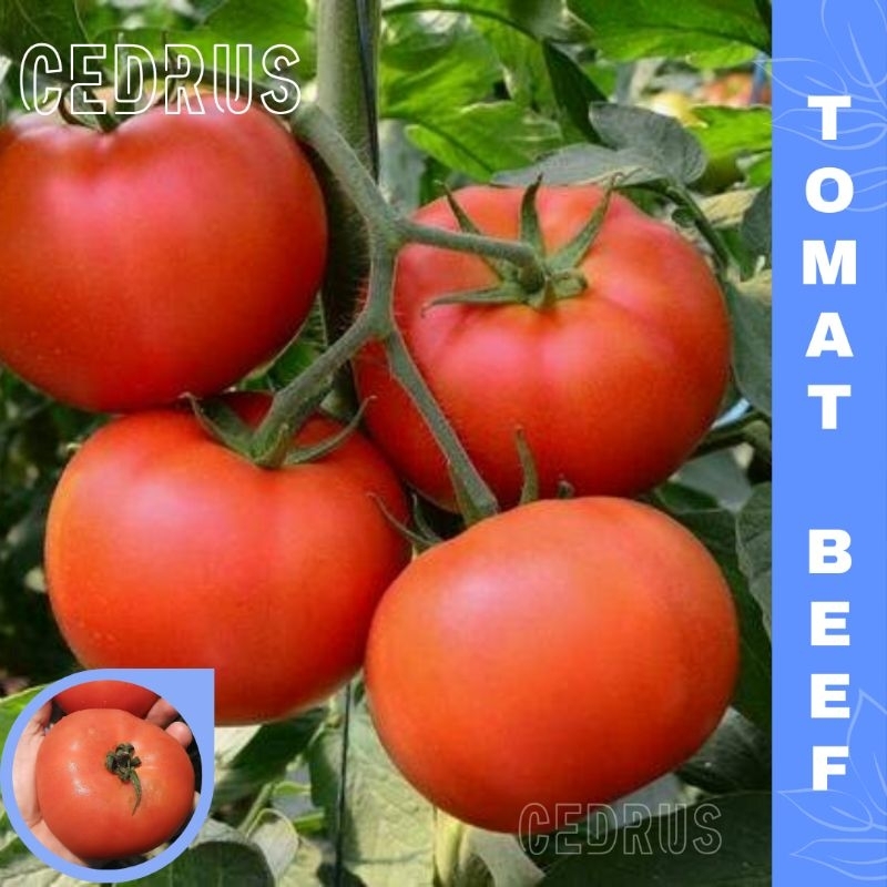 Benih TOMAT BEEF (isi-3) - Bibit Biji