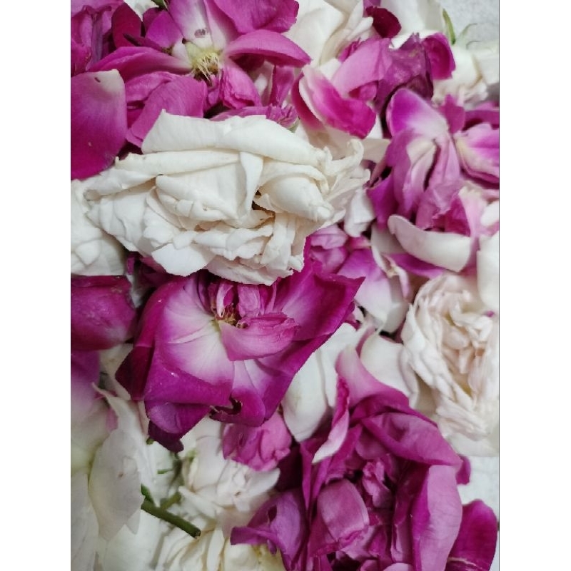 kelopak bunga mawar tabur asli