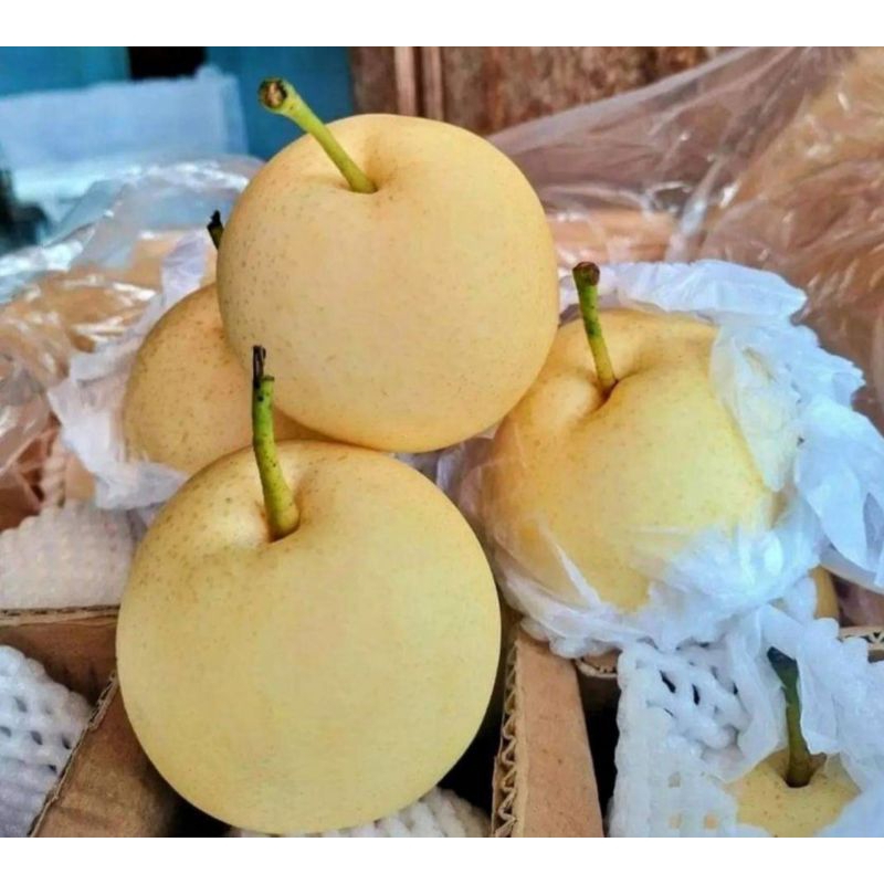 

Buah pir century