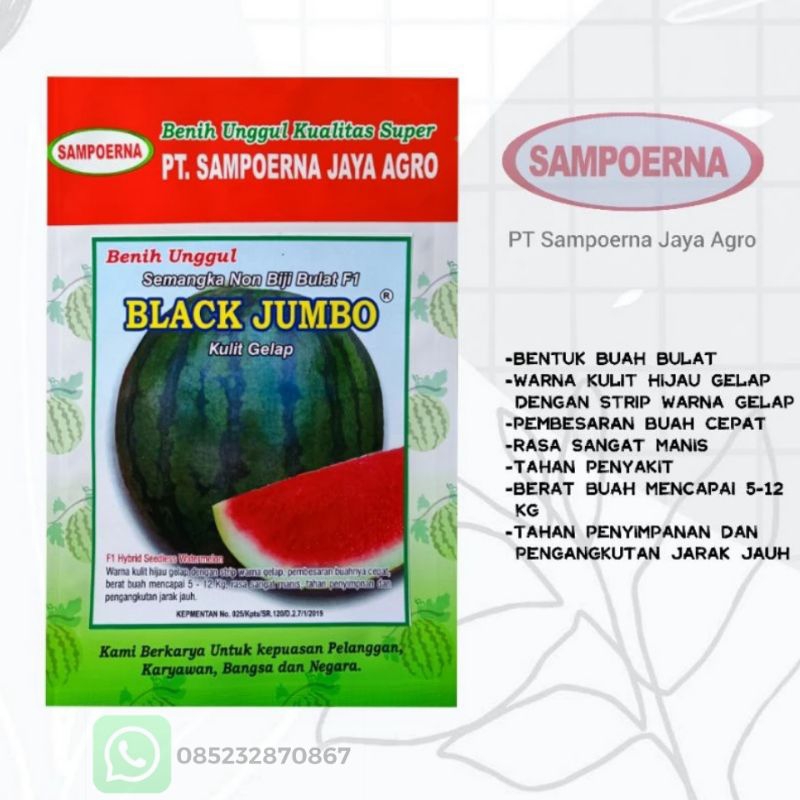 Benih Semangka Non Biji Black Jumbo Kulit Gelap
