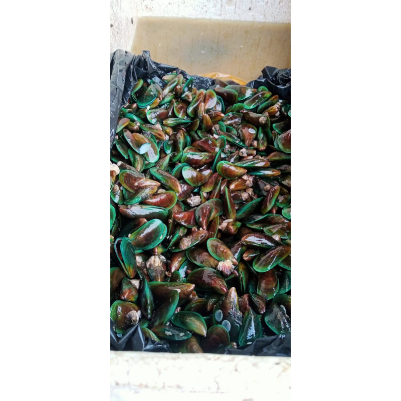 

Kerang hijau