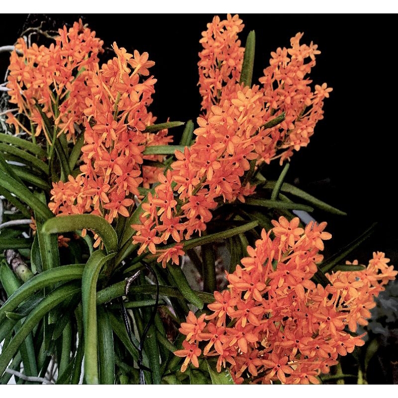 Vanda miniata / Ascocentrum Jumbo