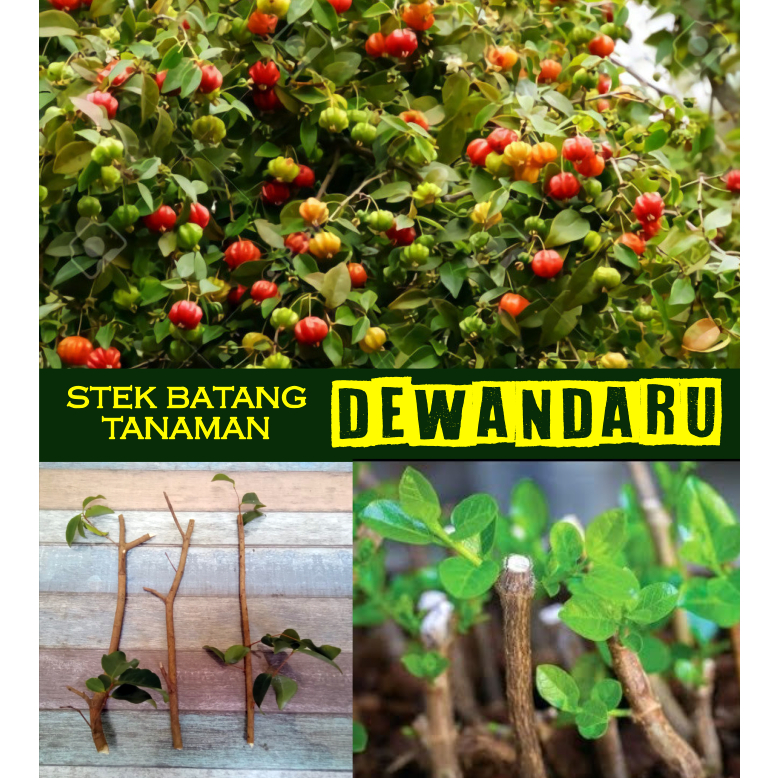 (5pcs) Stek Batang Tanaman Pohon Dewandaru Dewa Ndaru Asam Selong Ceremai Cermai Cerme Belanda Obat 