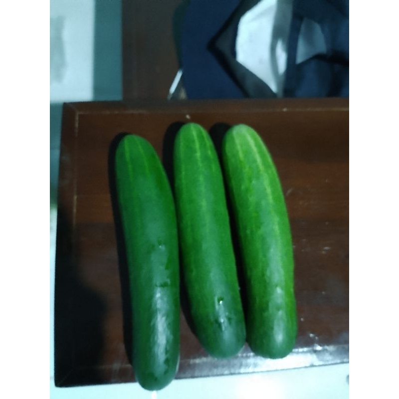 

Timun / Ketimun Segar Siap Petik 500 Gram