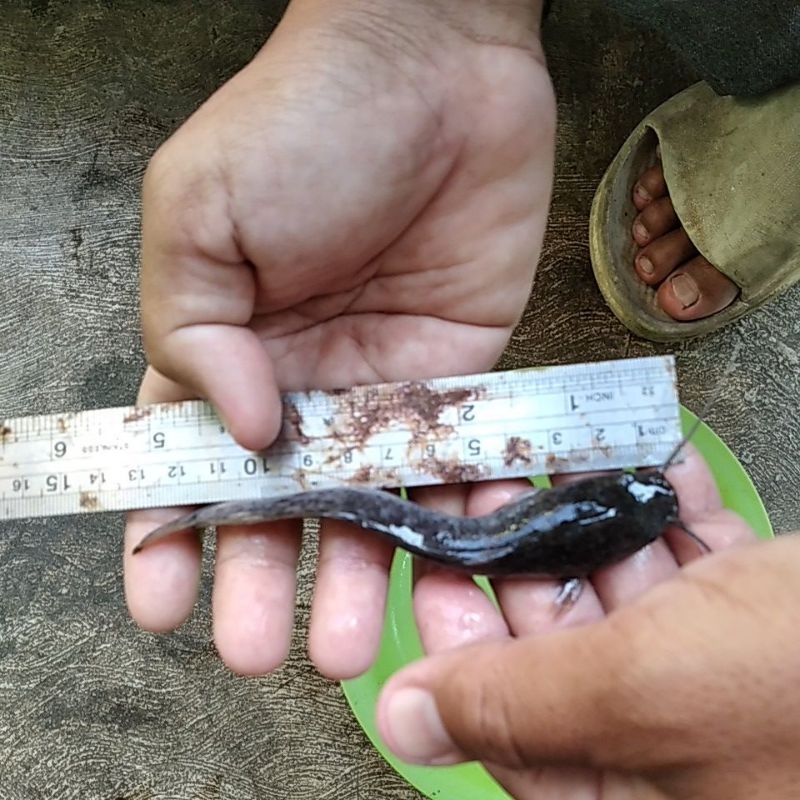 Bibit ikan lele ukuran 12-13cm