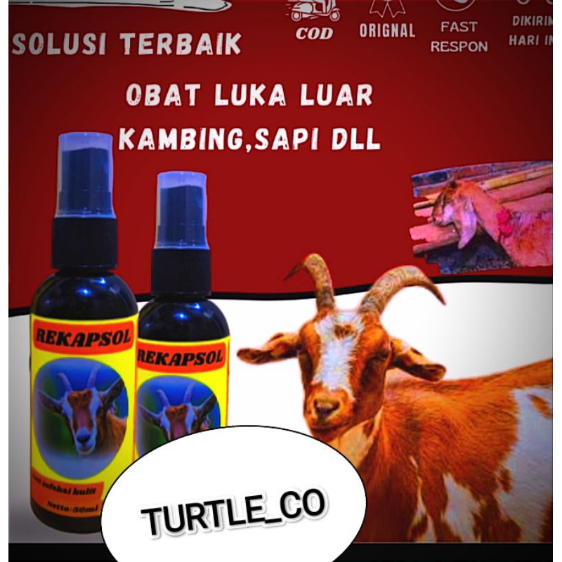 Obat Scabies Hewan Ternak Domba Kambing