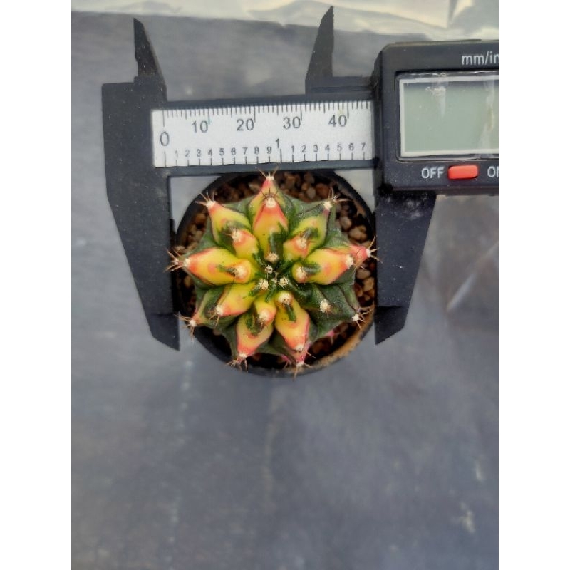 Kaktus Gymnocalycium-Gymno Multicolor / Multicolour