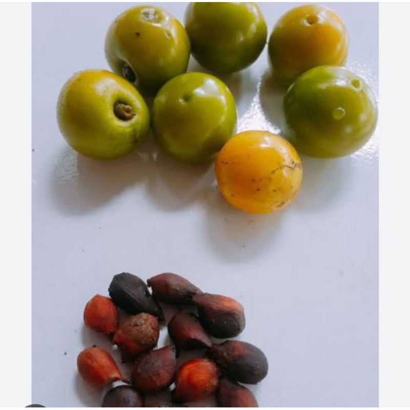 Buah jati putih bibit biji buah kayu jati putih