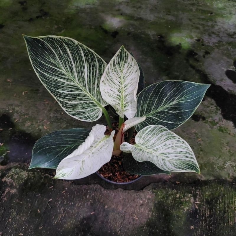 Philodendron Birkhin Variegata / Tanaman Hias Philodendron Birkhin Philo Birkin Tanaman Hias Hidup B