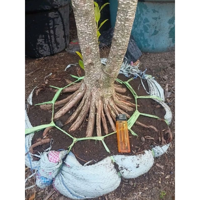 Bahan bonsai kimeng pecah batang 16