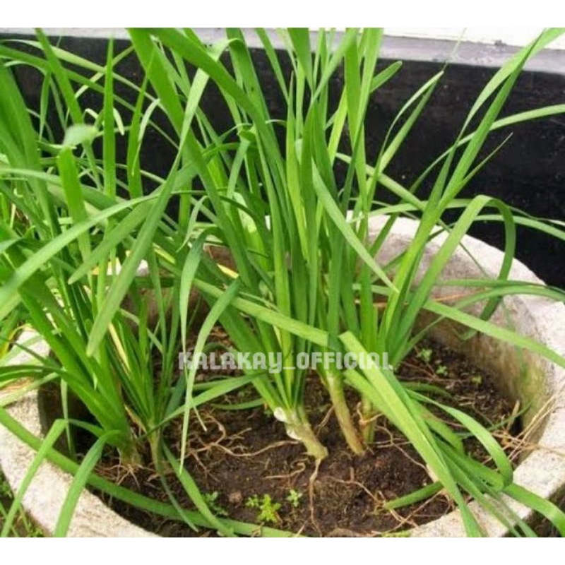 Bibit Bawang Ganda per 10 Bibit, Bibit Tanaman Daun Bawang Ganda / Daun Bawang Jepang
