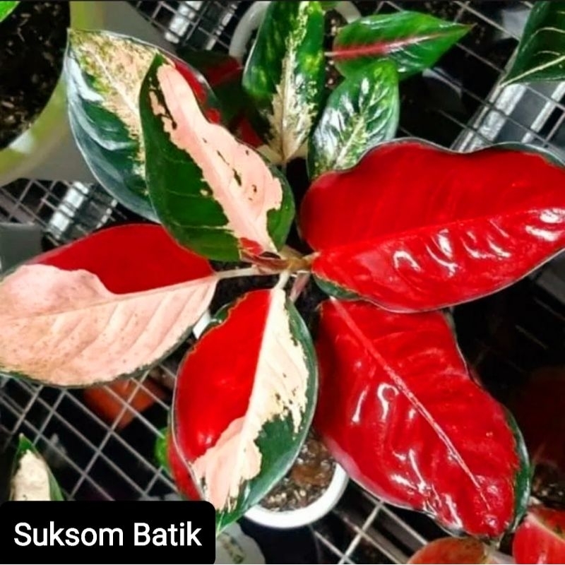 Aglonema Suksom Batik Tri Color Merah Roset/ Aglaonema Suksom Batik Tree ColorTanaman Hias Bunga Agl