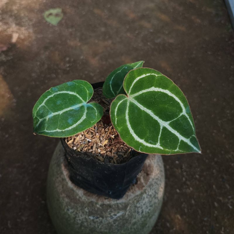 Kuping Gajah Hybrid - Anthurium Crystallinum