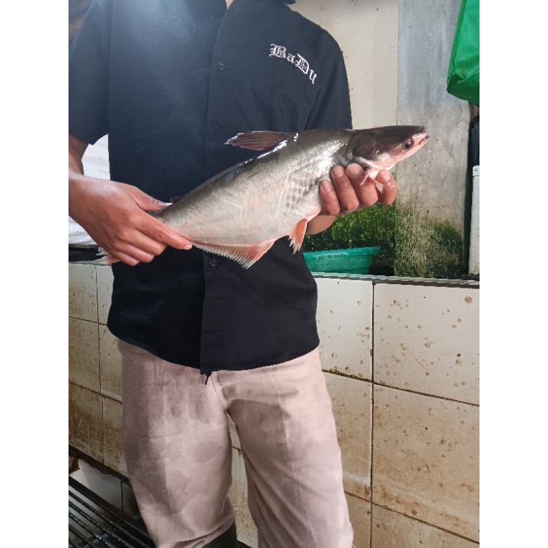 

ikan patin