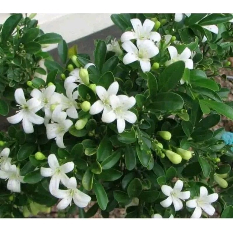 tanaman bunga kemuning/tanaman hidup bunga kemuning wangi