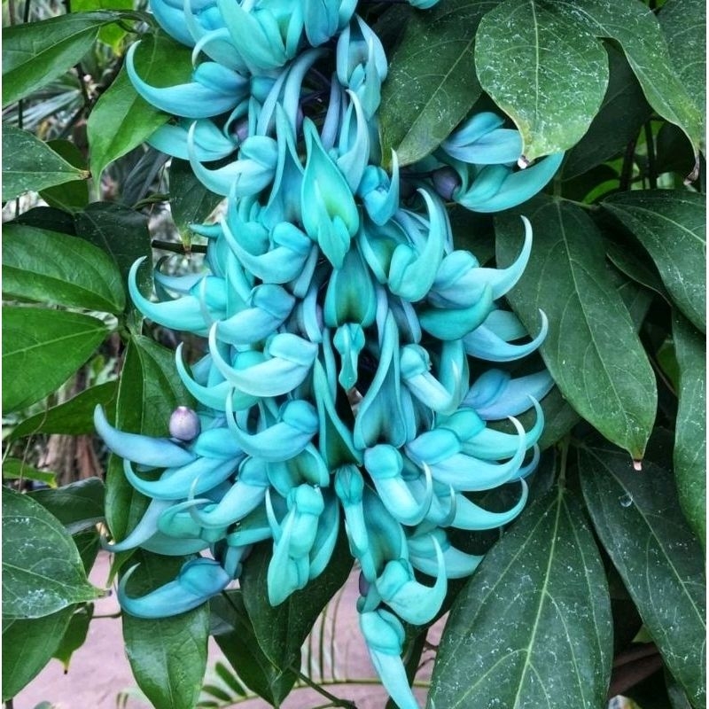 Tanaman Flame Irian Jade / Flame Irian Tosca /Anggrek Flame of Irian (Mucuna Novaeguinea)