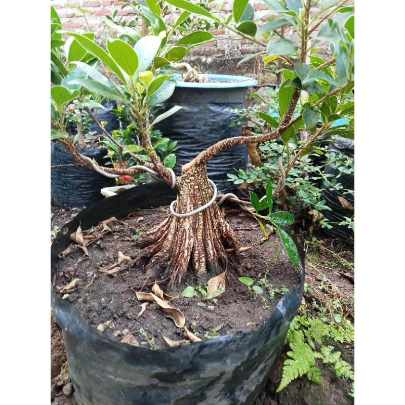 kimeng bonsai akar muter