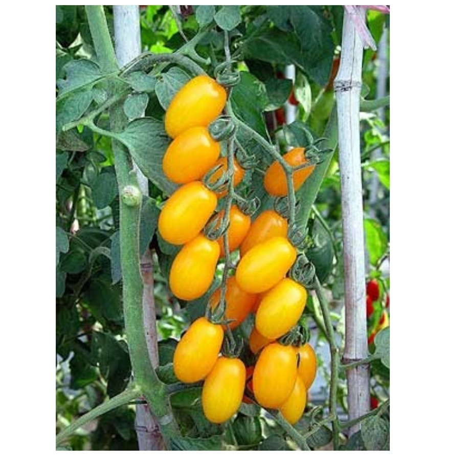 8 BIJI BENIH TOMAT CHERY KUNING GOLDEN SWEET bibit tanaman tomat mini tomat cery tomato