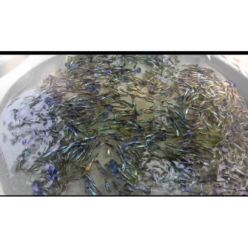 

IKAN HIAS GUPPY BLUE DIAMOND