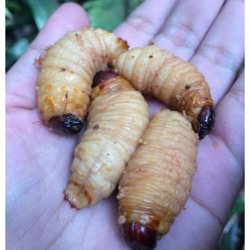 Ulat sagu 10 ekor gratis 2 ekor