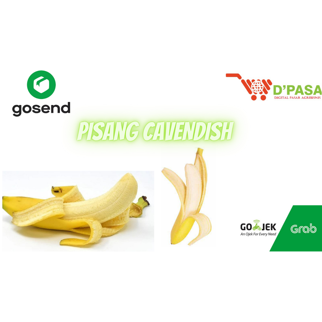 

Pisang Cavendish 1pcs DPASA PADANG MURAH