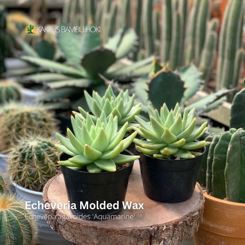 Echeveria Molded Wax | Echeveria Agavoides ‘Aquamarine’