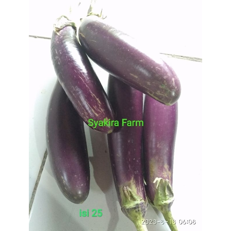 Benih Terong ungu jumbo buah lonjong panjang dan besar