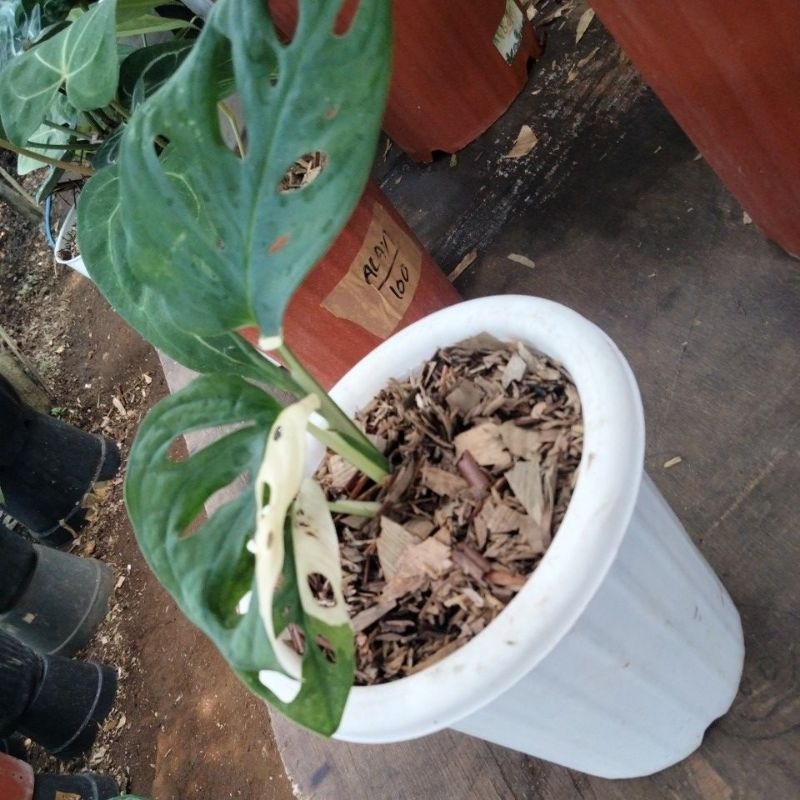 monstera janda bolong varigata