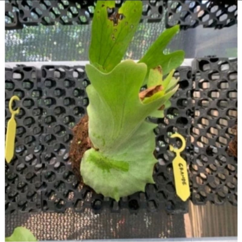 WANDAE KADAKA CORONARIUM SEDANG.KADAKA TANDUK RUSA