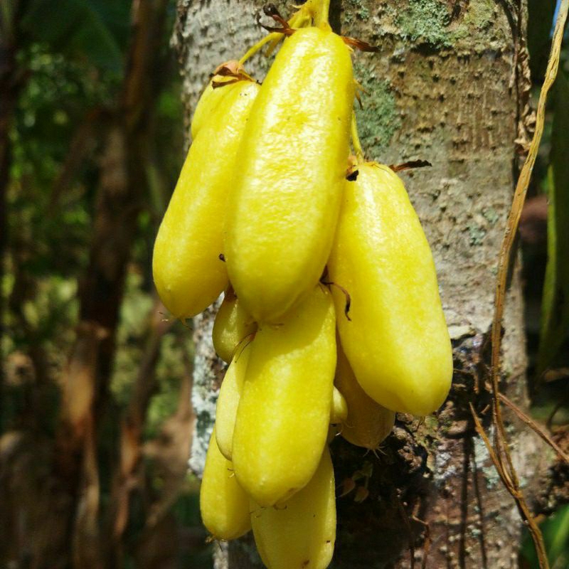 

Belimbing Wuluh Untuk Obat Alami Dan Bumbu Masakan