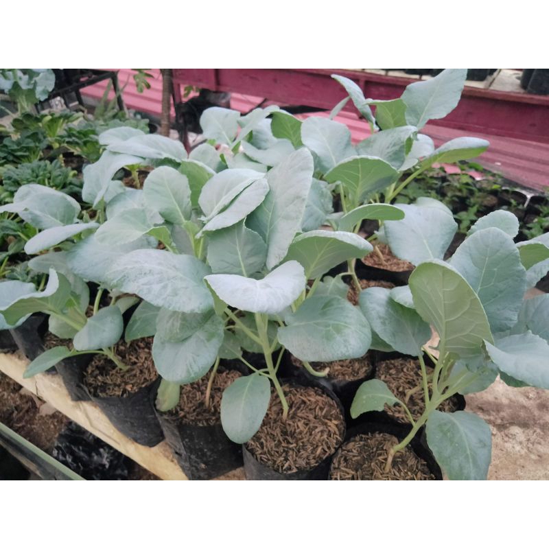 bibit tanaman kembang kol