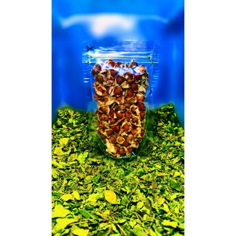 

biji kelor kering/dried moringa seed