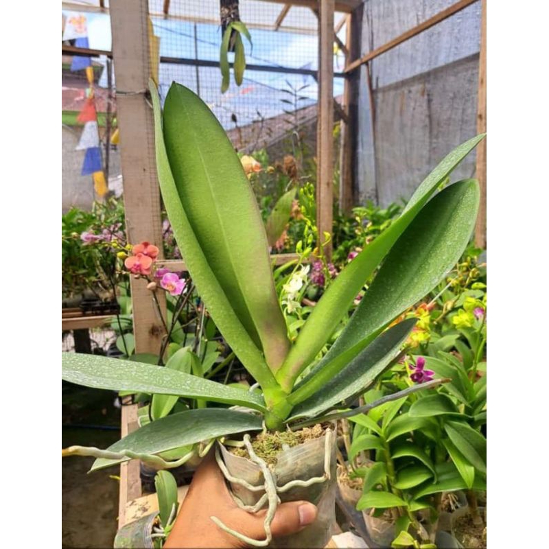 AngbulDewasaSiapBunga