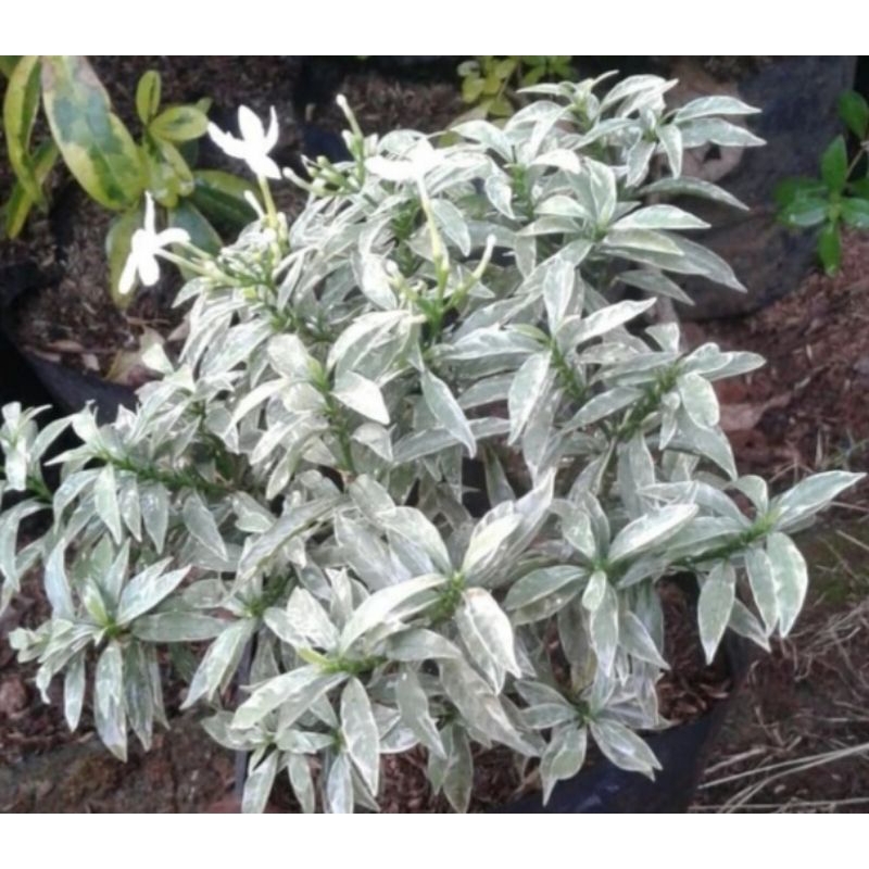 Rombusa silver tanaman melati mini