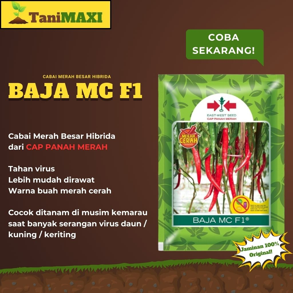 Benih Cabai Cabe Besar Baja MC F1 Bibit Cap Panah Merah