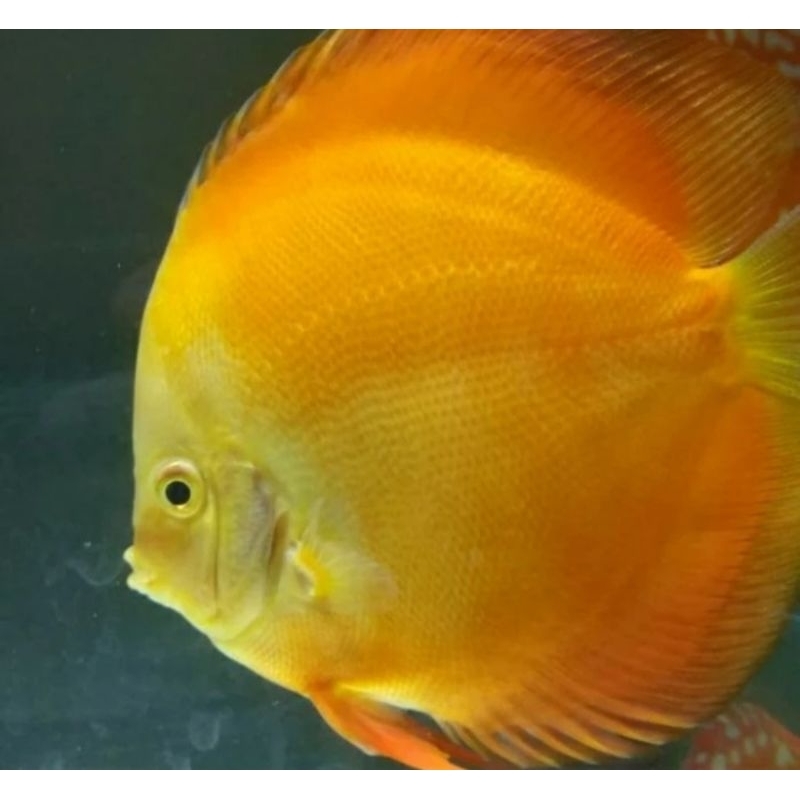 

ikan discus yellow golden 2 inch