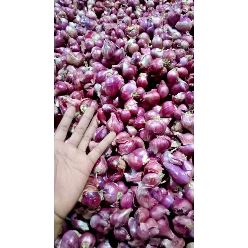 

Bawang merah besar