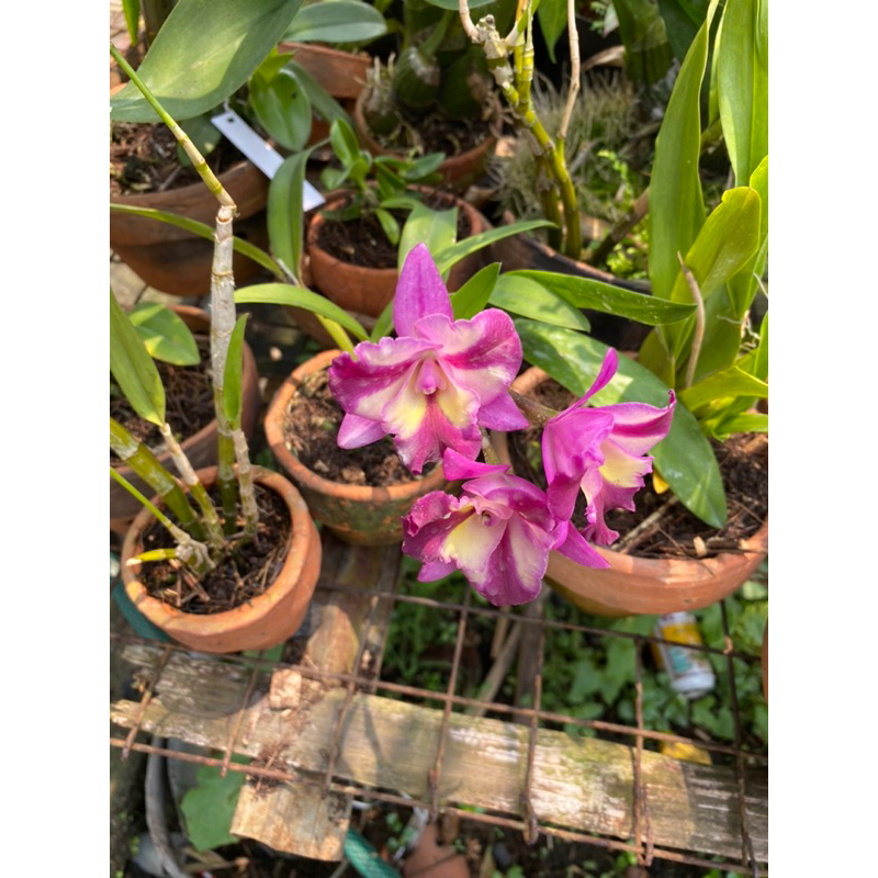 anggrek cattleya spike knop