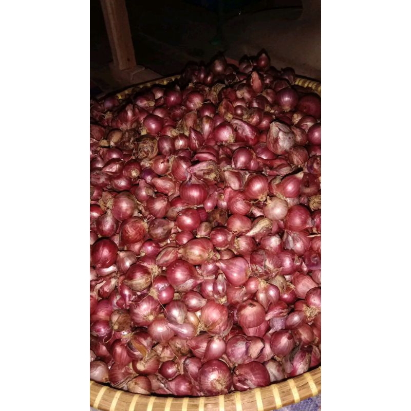 

BAWANG MERAH ASLI GARUT